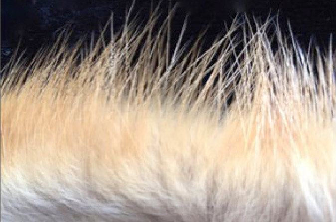 Microscopy of animal hairs