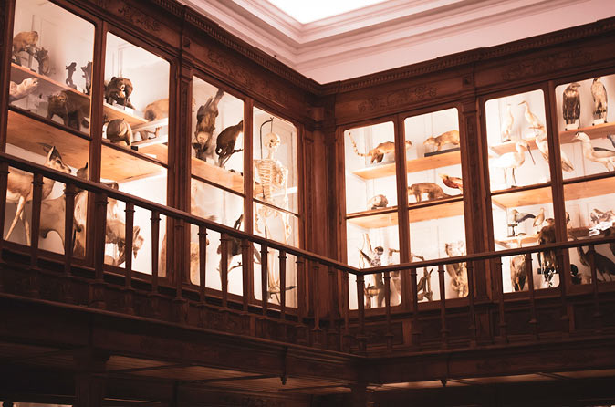taxidermy animal specimens