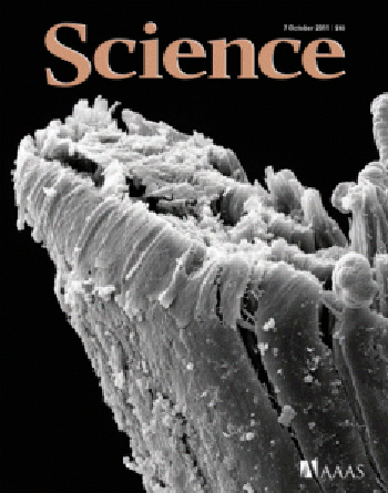 Science journal - Hair examination